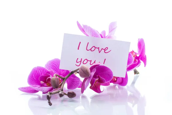Beautiful Phalaenopsis Orchid Flowers Isolated White Background — Stock Photo, Image