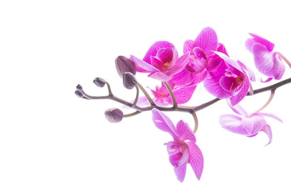 Mooie Bloemen Van Phalaenopsis Orchidee Geïsoleerd Witte Achtergrond — Stockfoto