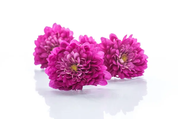 Bouquet Beautiful Chrysanthemums White Background — Stock Photo, Image