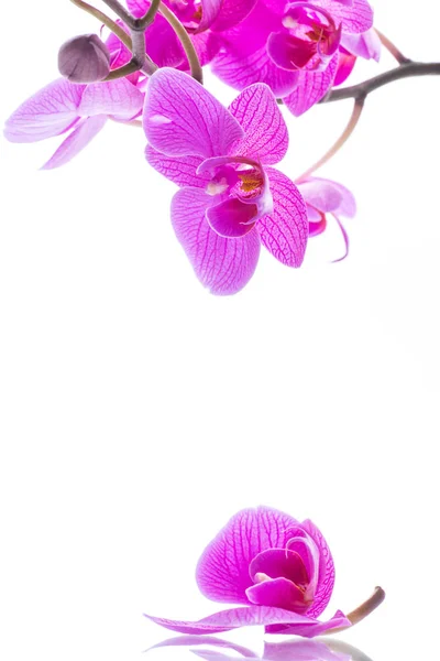 Flores Bonitas Orquídea Phalaenopsis Isoladas Fundo Branco — Fotografia de Stock