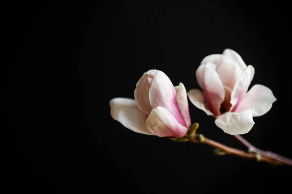 黒の背景に美しいピンク マグノリアの花 — ストック写真