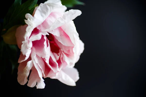 黑色背景上的美丽粉红牡丹 — 图库照片