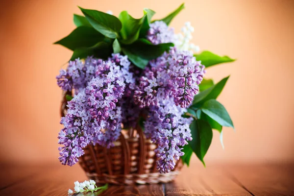Гілка Квітучого Весняного Бузку Помаранчевому Фоні — стокове фото