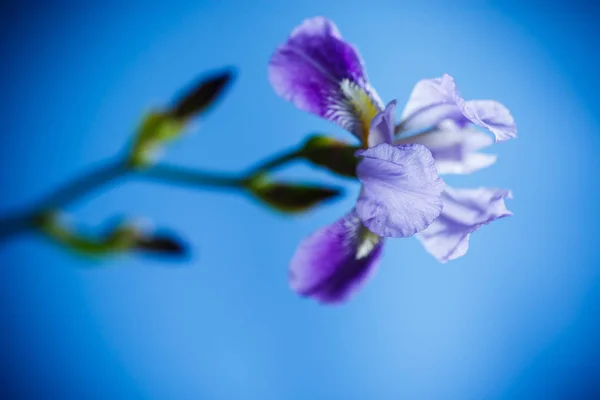 Krásný Fialový Iris Květin Modrém Pozadí — Stock fotografie