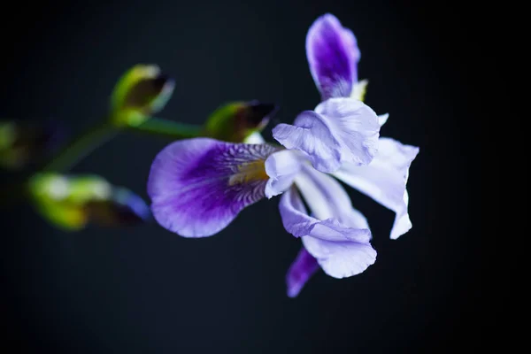 Bela Flor Íris Violeta Fundo Preto — Fotografia de Stock