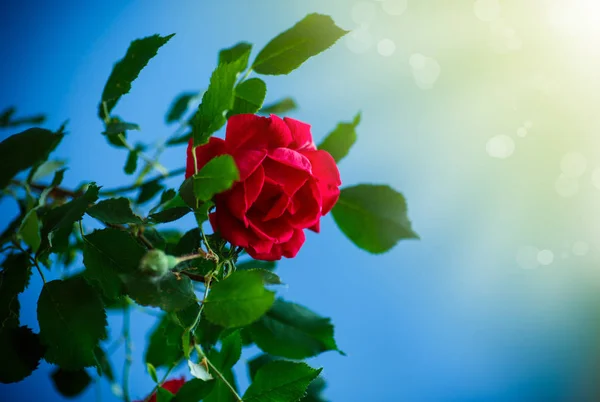 Belas Rosas Vermelhas Florescendo Fundo Azul — Fotografia de Stock