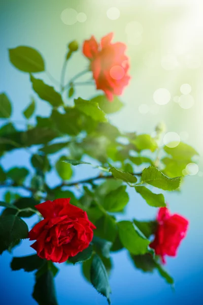 Belas Rosas Vermelhas Florescendo Fundo Azul — Fotografia de Stock