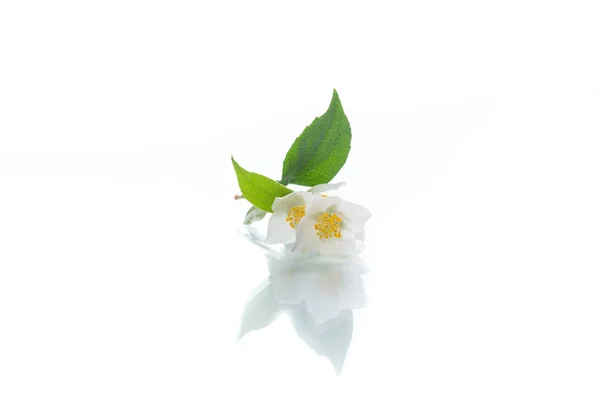 Квітучі Квіти Жасмину Білому Тлі — стокове фото