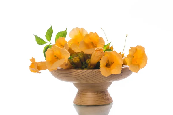 Flores Flores Amarelas Campsis Fundo Branco — Fotografia de Stock