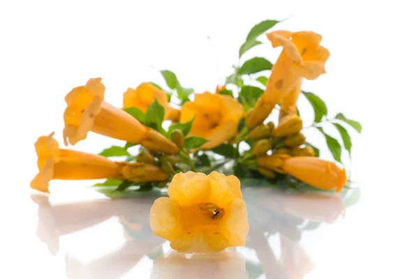 Yellow Blossoming Flowers Campsis White Background — Stock Photo, Image