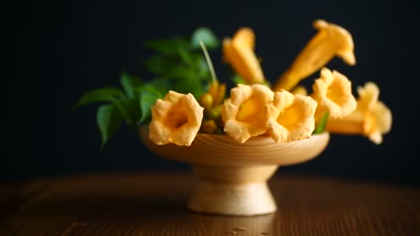 Yellow Blossoming Flowers Campsis Black Background — Stock Video