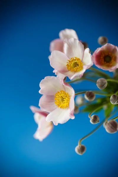 可爱的粉色花 — 图库照片