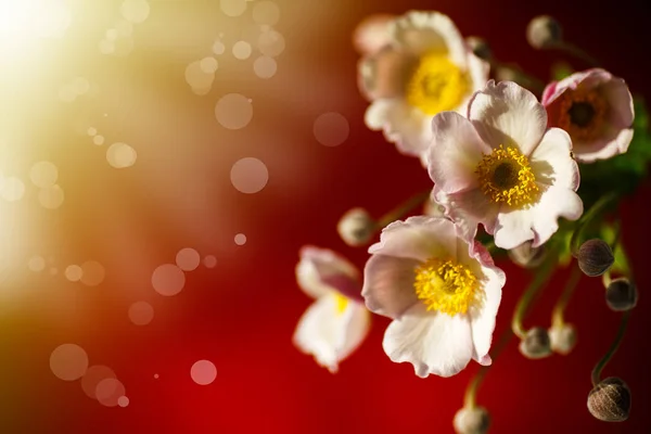 Sevimli pembe çiçekler — Stok fotoğraf