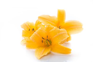 Sarı zambak çiçekler ve tomurcukları beyaz bir arka plan üzerinde