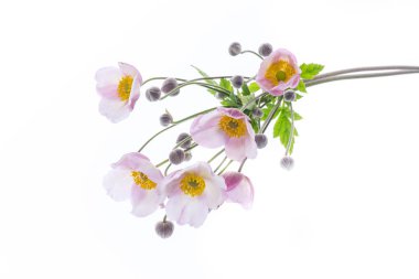 Beyaz bir arka plan üzerinde şirin pembe çiçekler