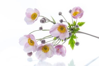 Beyaz bir arka plan üzerinde şirin pembe çiçekler