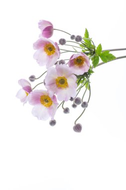 Beyaz bir arka plan üzerinde şirin pembe çiçekler