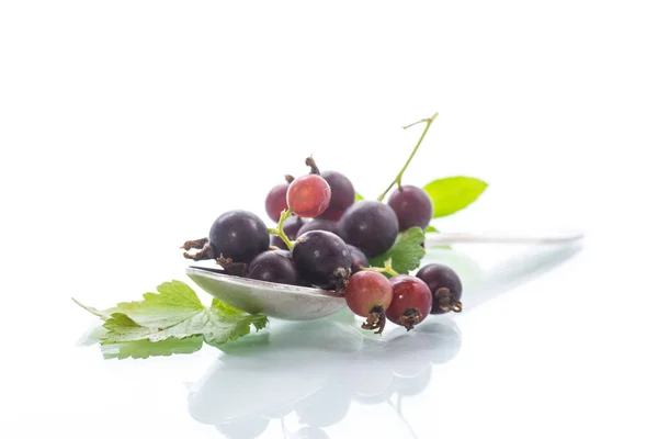 Black Currant Branch Isolated White Background — Stock Photo, Image