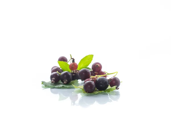 Black Currant Branch Isolated White Background — Stock Photo, Image