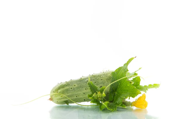 Beyaz Arka Planda Taze Yeşil Salatalıklar — Stok fotoğraf