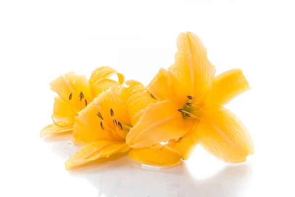 Yellow Lily Flowers Buds White Background — Stock Photo, Image