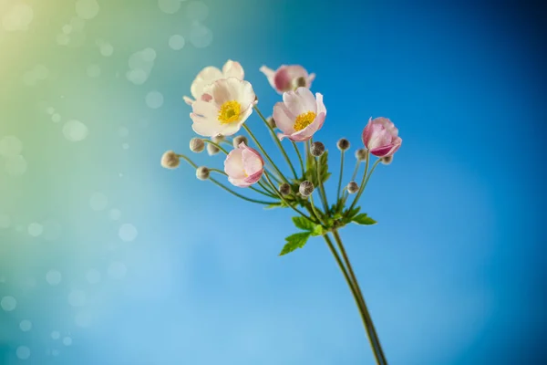 蓝色背景上可爱的粉红色花朵 — 图库照片