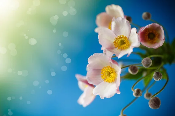 Cute Pink Flowers Blue Background — Stock Photo, Image