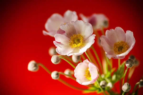 红色背景上可爱的粉红色花朵 — 图库照片