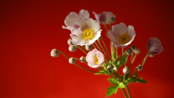 Lindo rosa flores — Vídeos de Stock