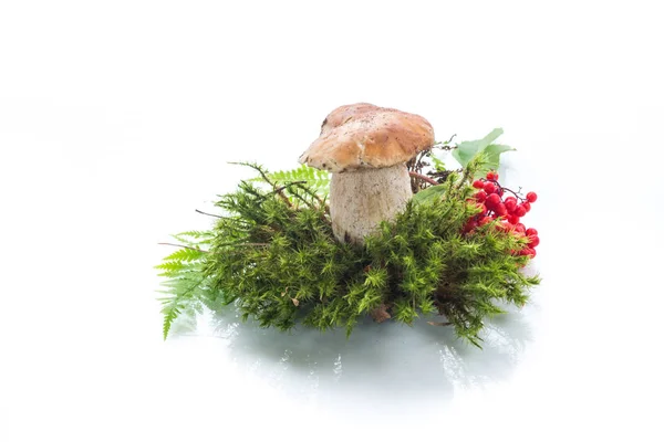 White Forest Mushroom Isolated White Background — Stock Photo, Image