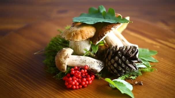 Champignon de la forêt blanche — Video