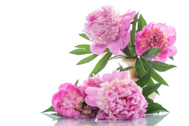 Beyaz arka plan üzerinde çiçek açan peonies buket
