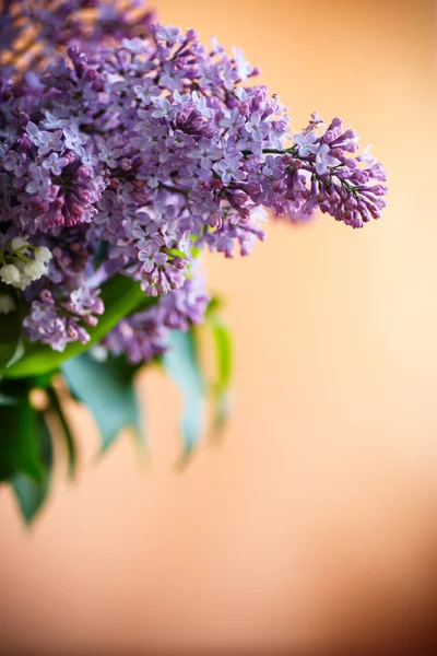 Ramo di lilla primaverile fiorente — Foto Stock