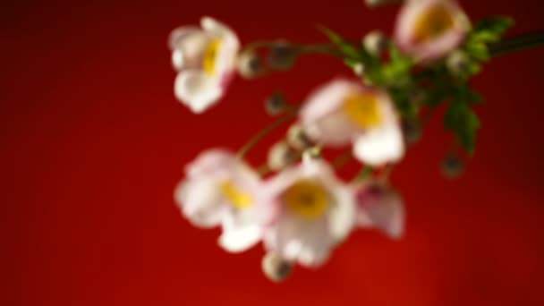 Sevimli pembe çiçekler — Stok video