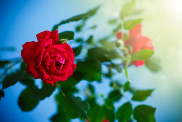 Hermosas rosas rojas florecientes —  Fotos de Stock