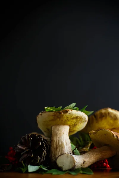 白色的森林蘑菇 — 图库照片
