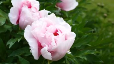 Güzel pembe peonies çiçeklenme