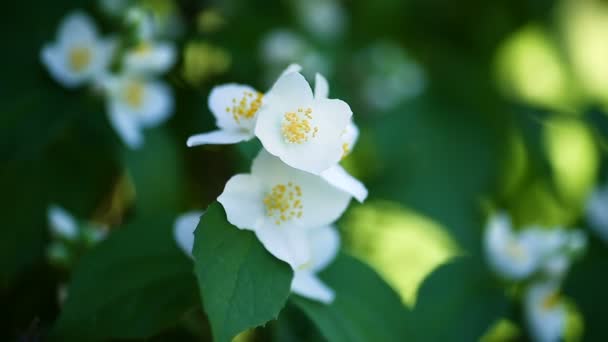 Flores de jazmín florecientes — Vídeos de Stock