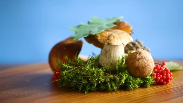 White forest mushroom — Stock Video