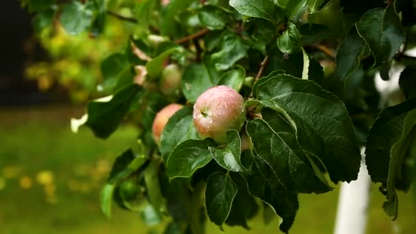 Manzana verde grande en un manzano — Vídeos de Stock