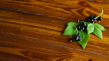 olgun meyveler siyah kuş üzümü