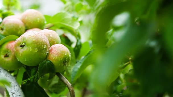 Manzana verde grande en un manzano — Vídeo de stock