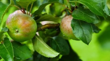 bir elma ağacı üzerinde büyük yeşil elma