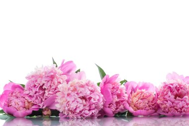 buket çiçek açan peonies
