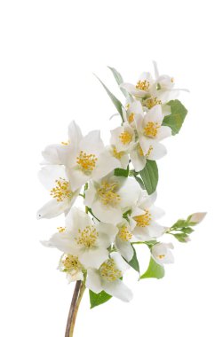 Yasemin çiçek çiçekler