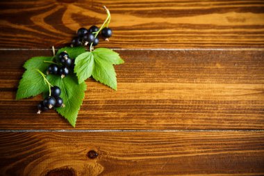 olgun meyveler siyah kuş üzümü