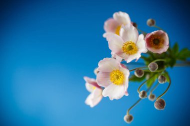 sevimli pembe çiçekler