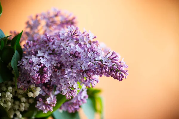 Ramo di lilla primaverile fiorente — Foto Stock