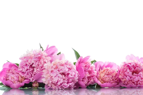 Bouquet of blooming peonies — Stock Photo, Image