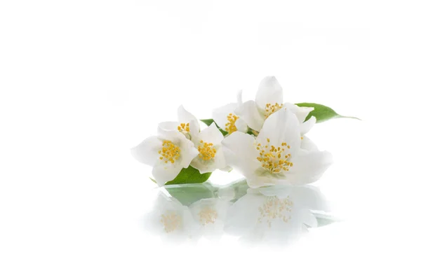 Blossoming jasmine flowers — Stock Photo, Image